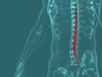 ФМБА России запатентовало высокотехнологичный лекарственный препарат и инновационный метод лечения спинальной травмы