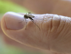 Кого комары кусают чаще